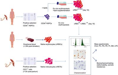 Cholesterol Deficiency Causes Impaired Osmotic Stability of Cultured Red Blood Cells